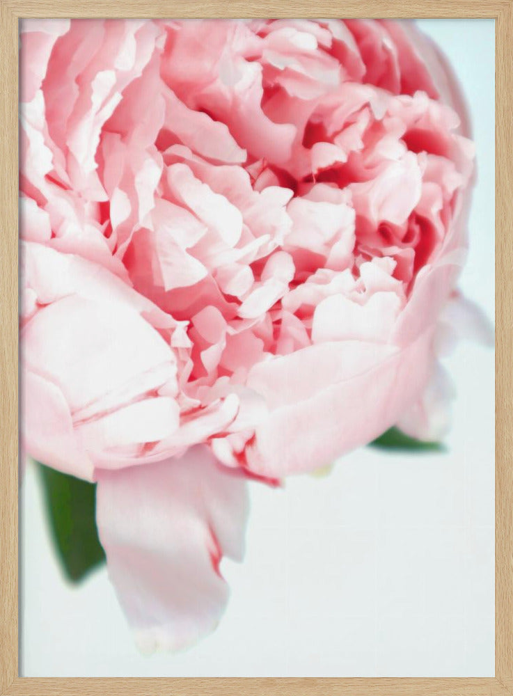 Blush peony VII Poster