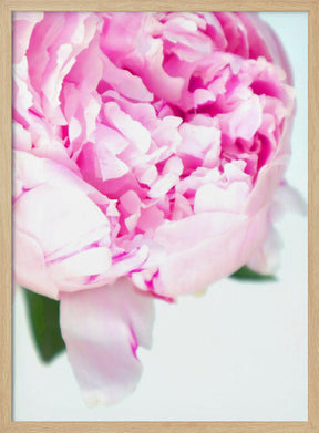 Pink peony VII Poster