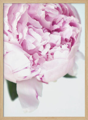 Subdued peony VII Poster