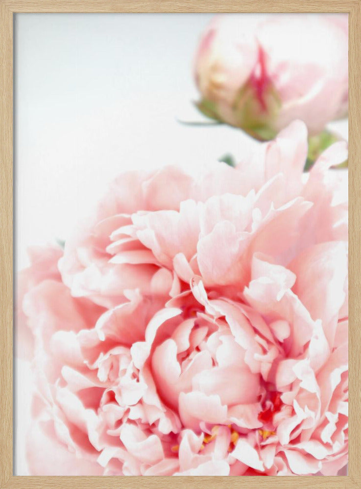 Blush peony IX Poster