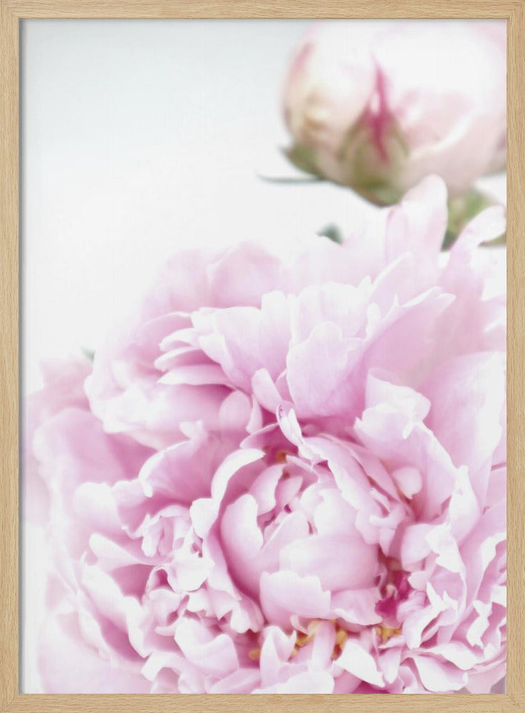 Subdued peony IX Poster