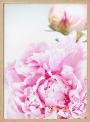 Pink peony IX Poster