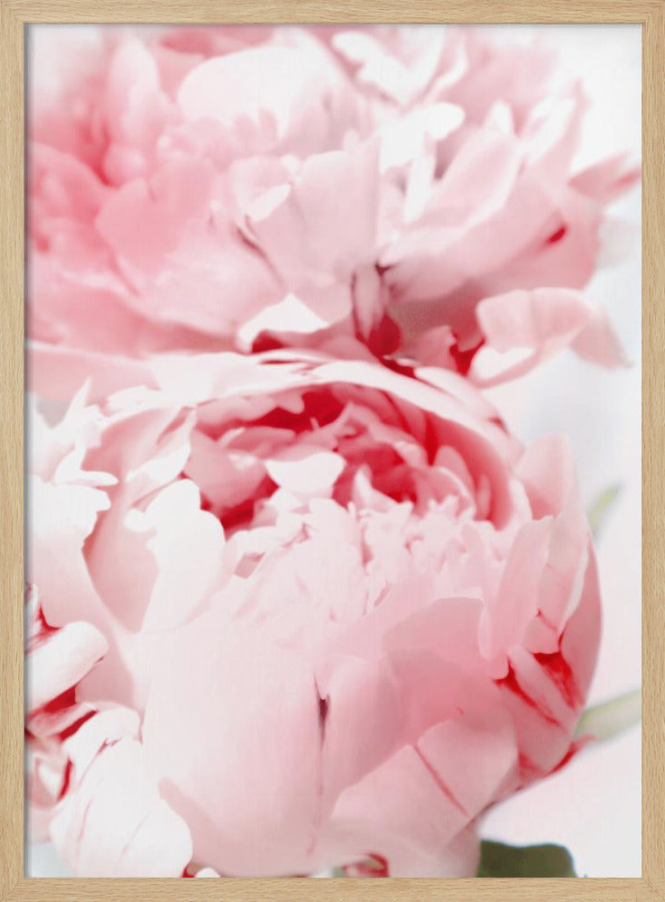 Bllush peony X Poster