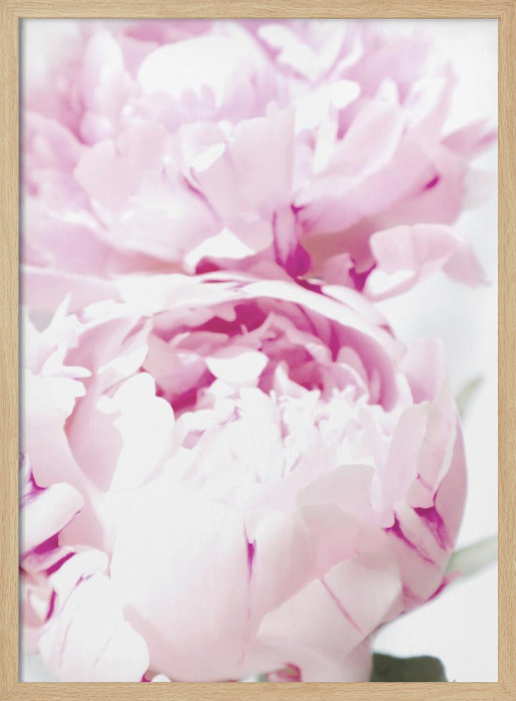 Subdued peony X Poster