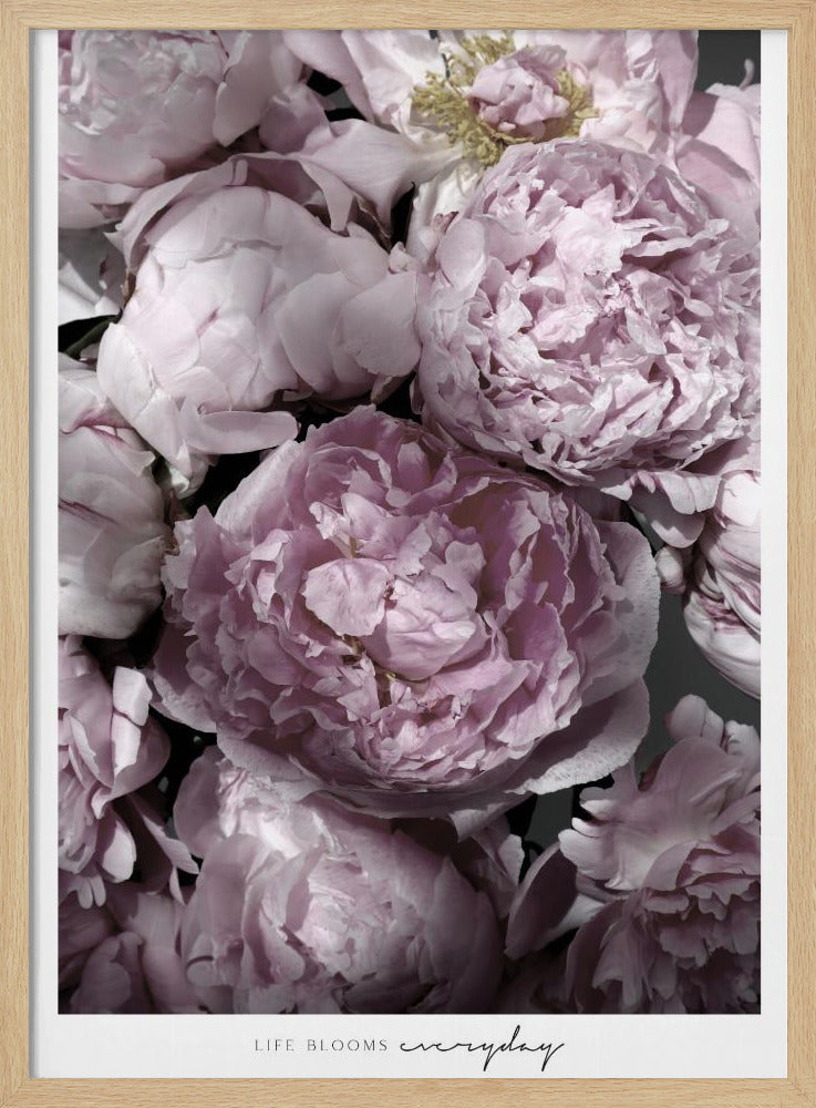 Life blooms everyday peonies Poster