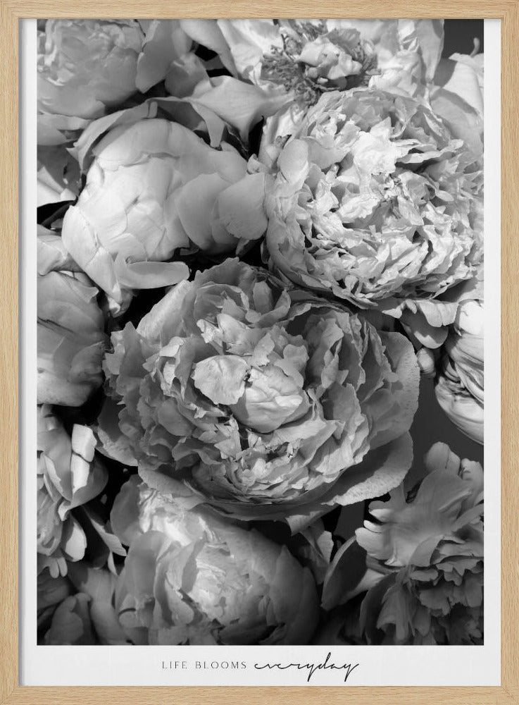 Life blooms everyday peonies bw Poster