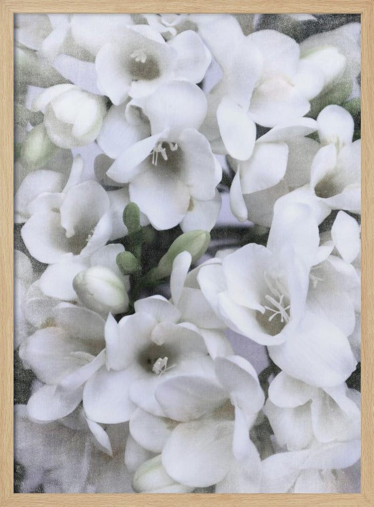 Distressed freesias V Poster