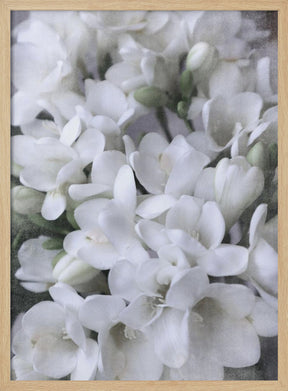 Distressed freesias IV Poster