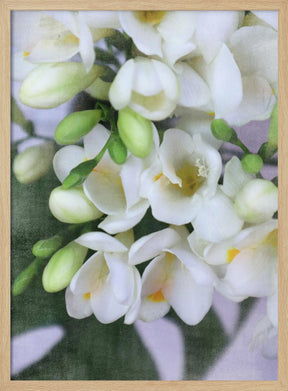 Distressed freesias I Poster