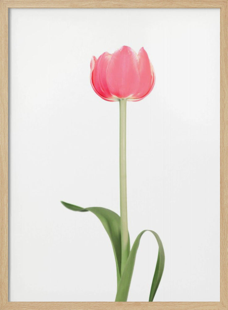 Pink tulip Poster