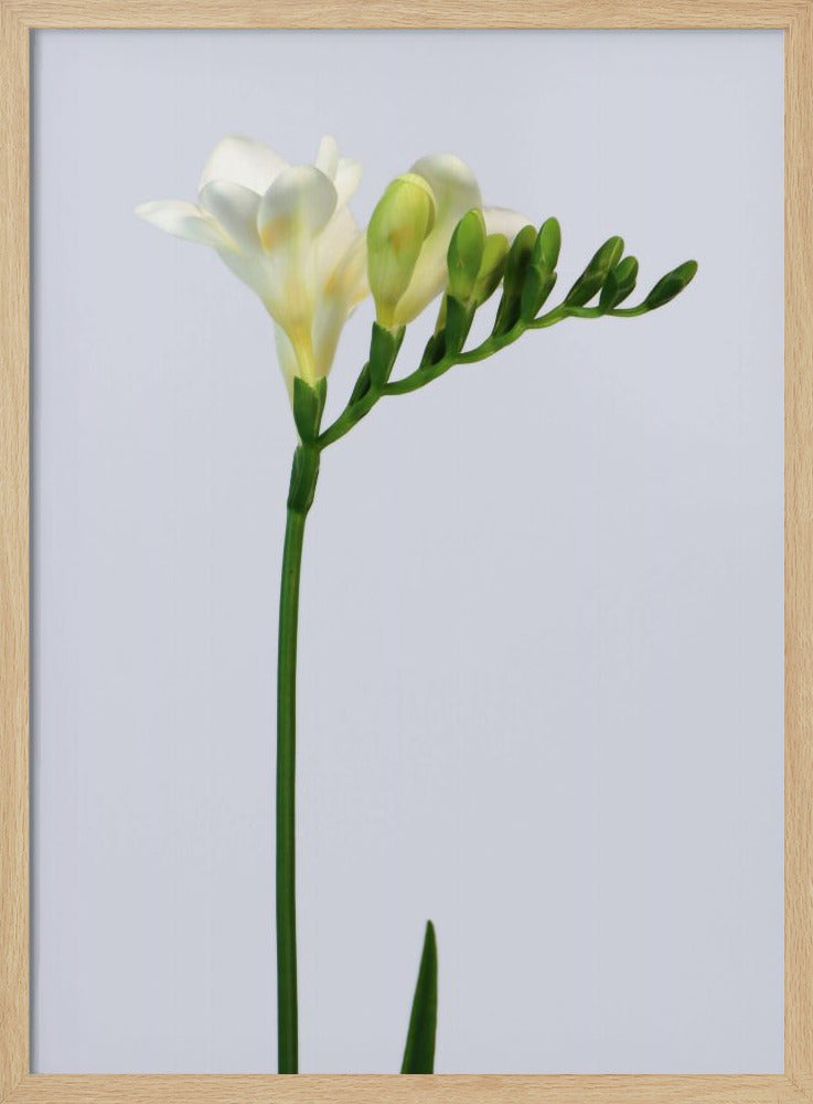 White freesia Poster