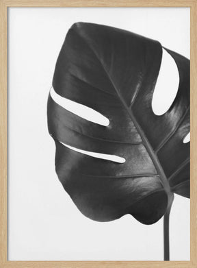 Gray monstera leaf Poster