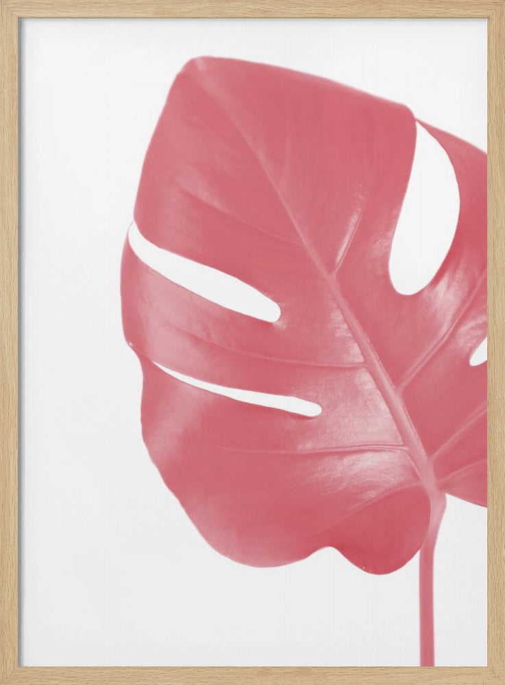 Pink monstera leaf Poster