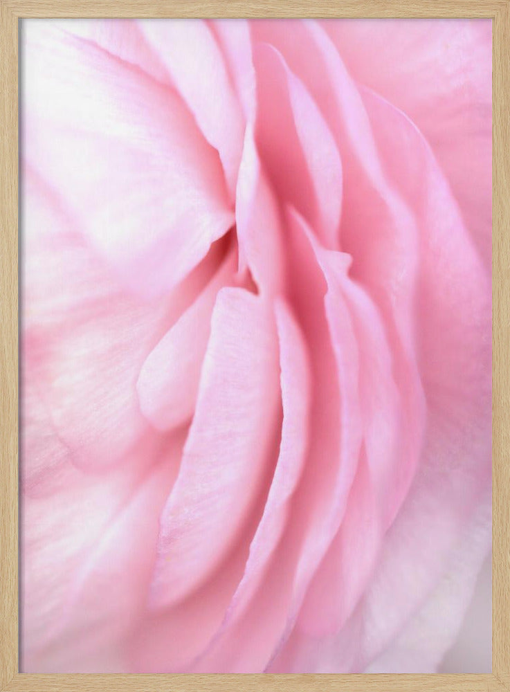 Soft pink petals Poster