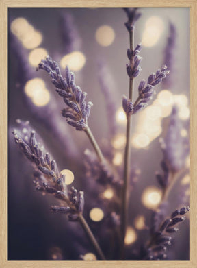 Lavender Detail Poster