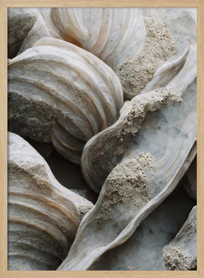 Sea Shells Detail No 1 Poster