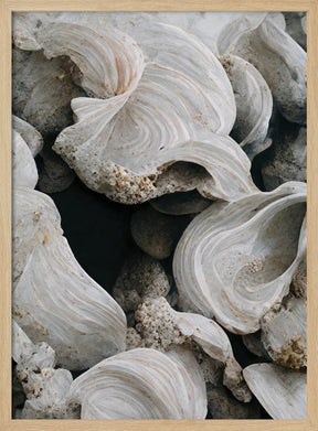 Sea Shells Detail No 2 Poster