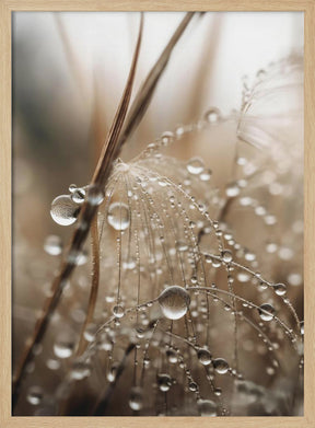 Rain Drops Poster