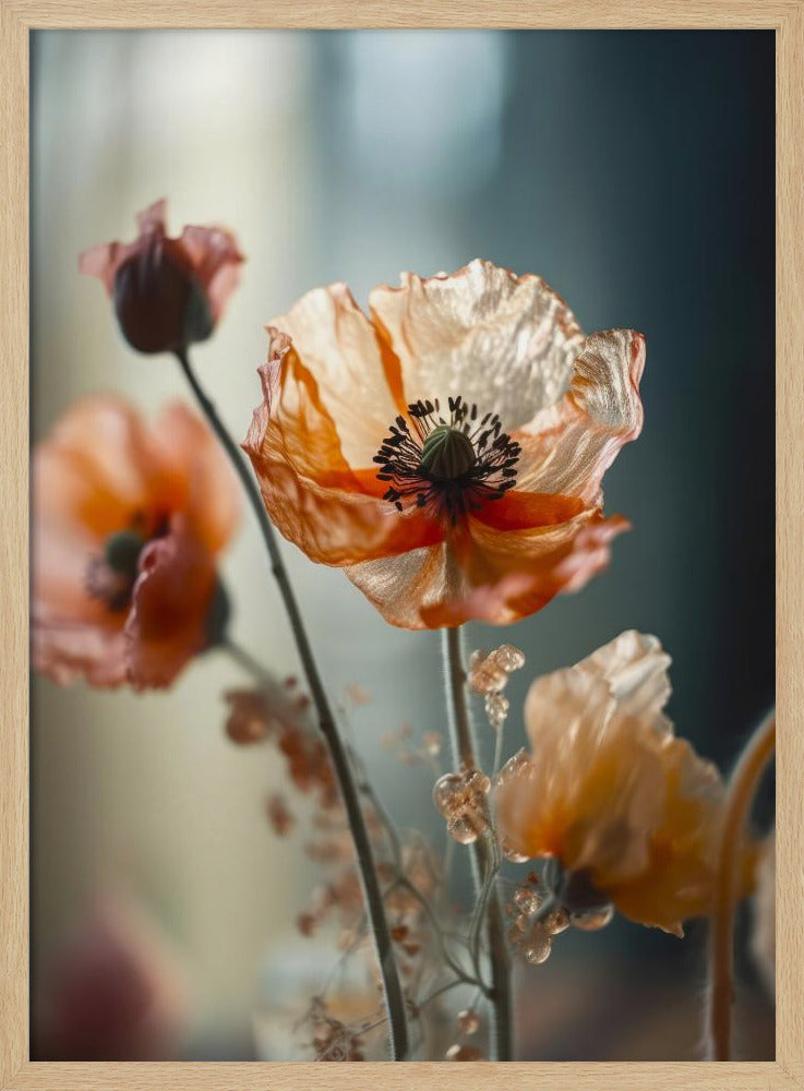 Transparent Poppy Poster