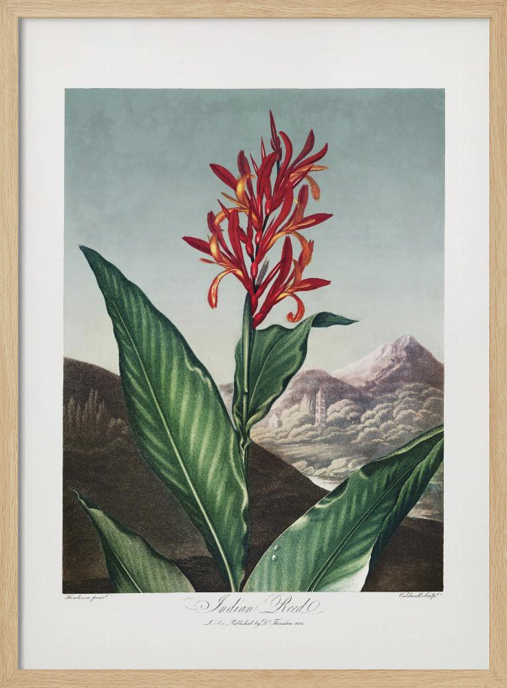 Indian Reed from The Temple of Flora (1807) Poster