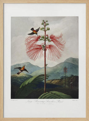 Large–Flowering Sensitive Plant from The Temple of Flora (1807) Poster