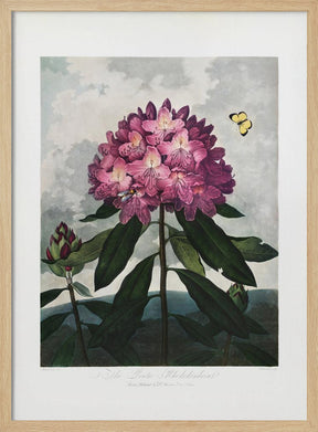 The Pontic Rhododendron from The Temple of Flora (1807) Poster