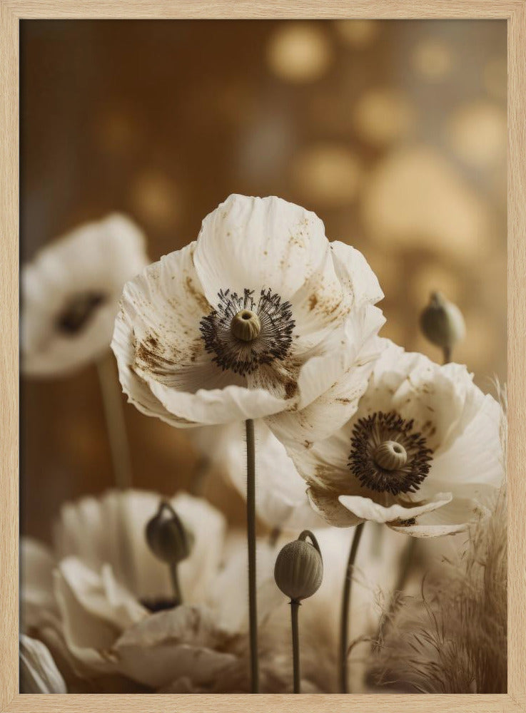 White Poppy Poster