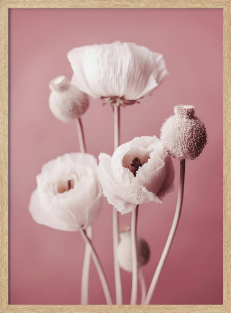 White Poppy On Pink Background Poster