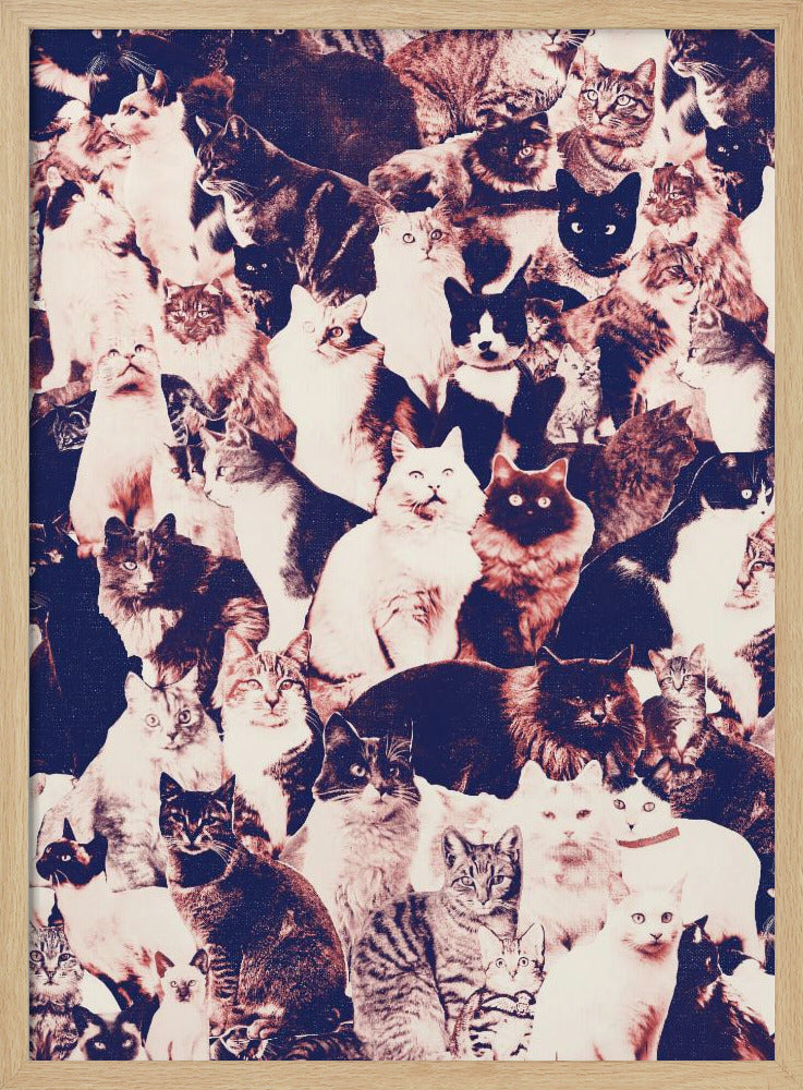 Cats Forever Poster