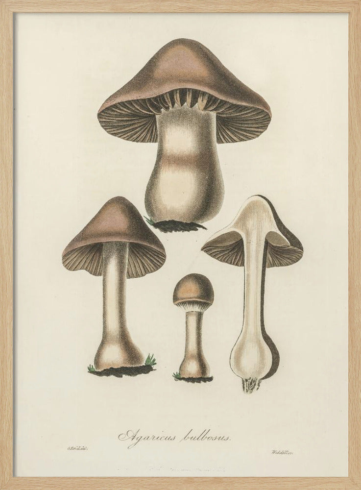 Agaricus Bulbosus Illustration. Medical Botany 1836 Poster