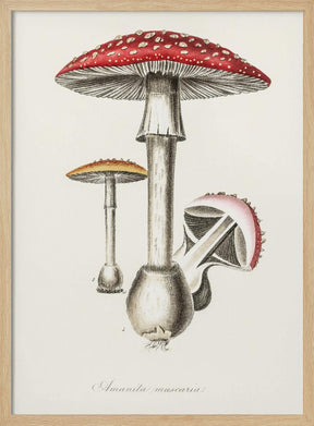 Amanita Muscaria Illustration. Medical Botany 1836 Poster