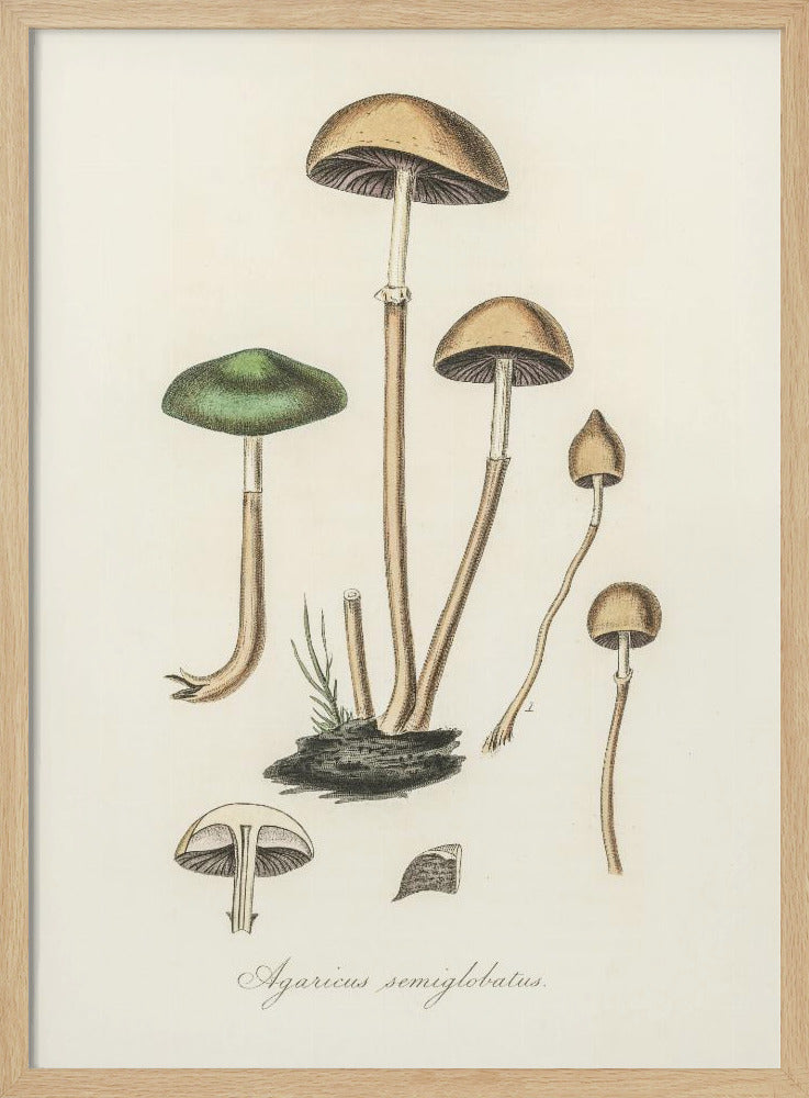 Agaricus Semiglobatus Poster