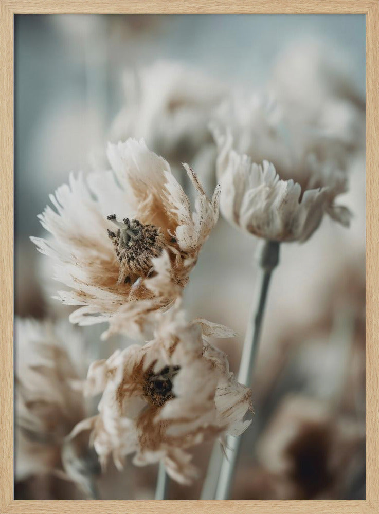 Dry Pastel Flowers No 3 Poster