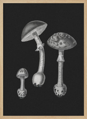 Amanita Muscaria  Black Backgound BW Poster