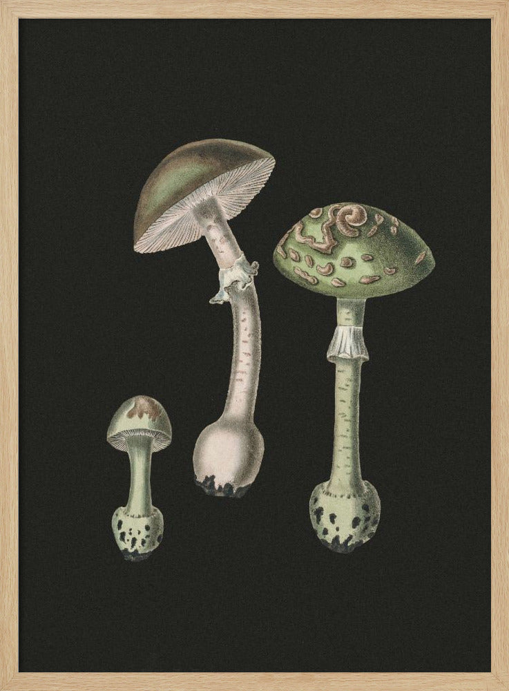 Amanita Muscaria Dark Background Poster