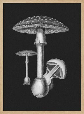 Amanita Muscaria Dark Background BW Poster