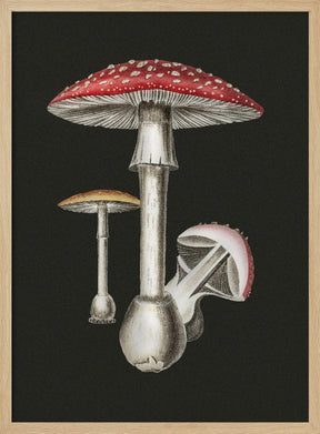 Amanita Muscaria Dark Background Poster