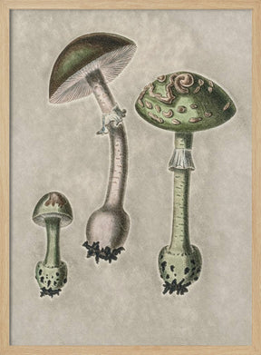 Amanita Muscaria Remix Green Poster