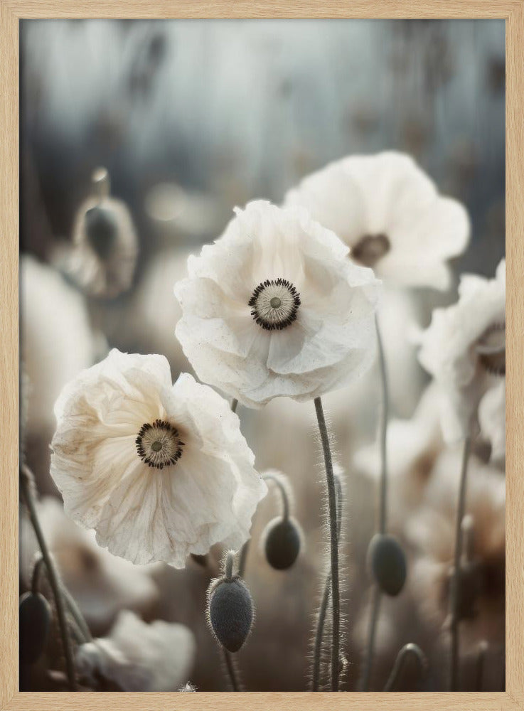 White Poppy Field No 1 Poster