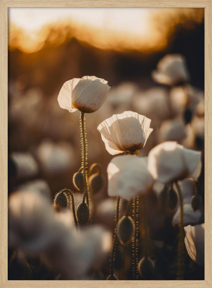 White Poppy Field No 2 Poster