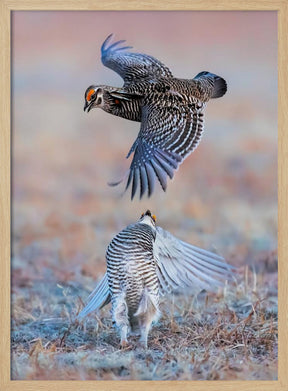 Greater Prairie Chicken Poster