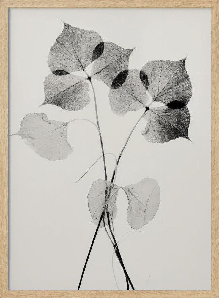 Transparent Botanic No 2 Poster