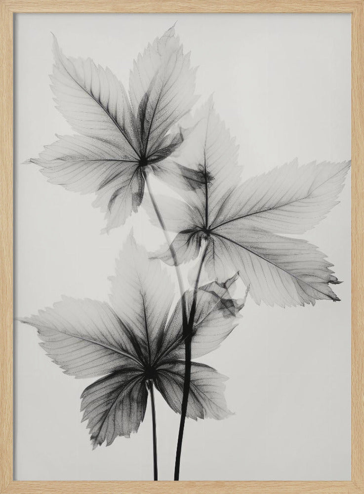 Transparent Botanic No 5 Poster