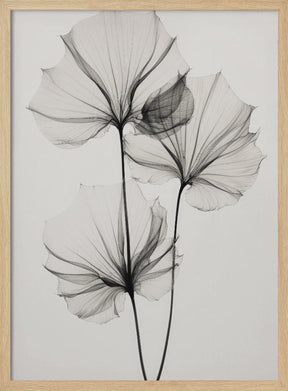 Transparent Botanic No 3 Poster