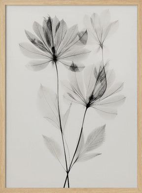 Transparent Botanic No 4 Poster