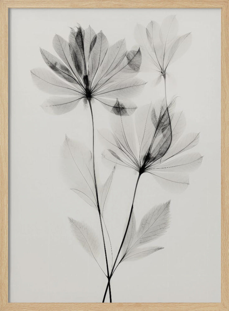 Transparent Botanic No 4 Poster