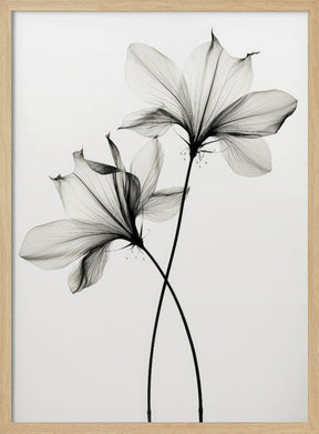 Transparent Botanic No 6 Poster