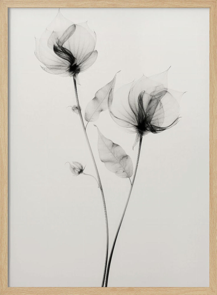 Transparent Botanic No 7 Poster