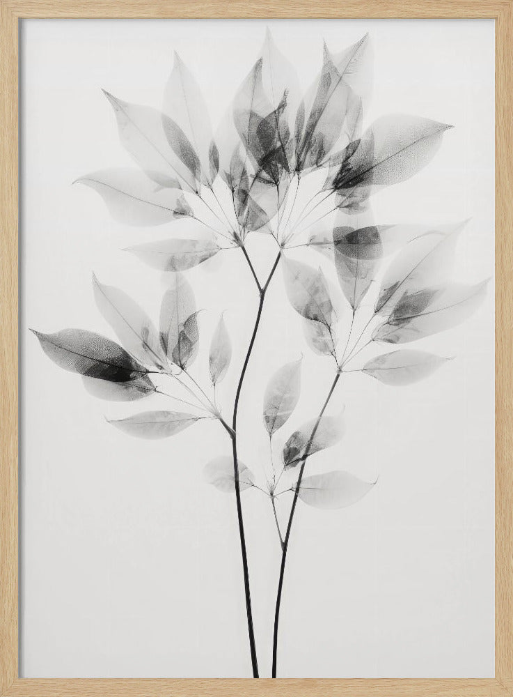 Transparent Botanic No 8 Poster