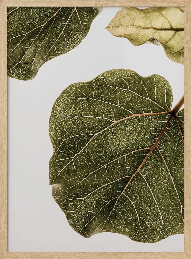 Abutifolia No2 Poster